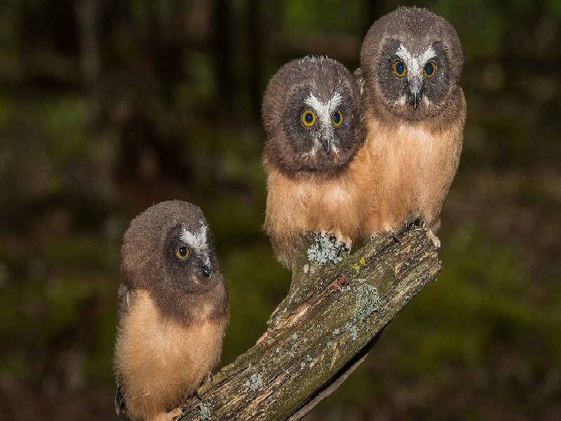 试管移植后有口气试管怀孕初期反应dbs面试管培